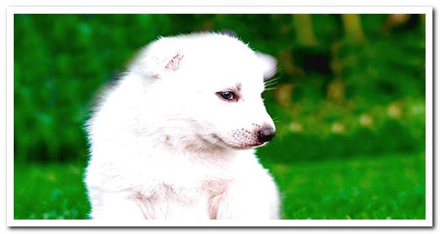 Swiss Shepherd breed puppy