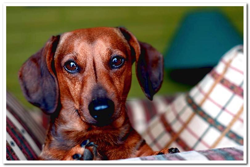 The dachshund