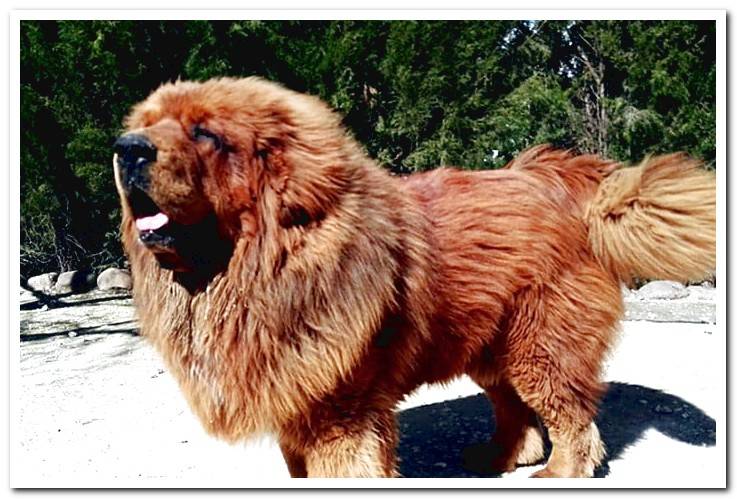 Mastiff-of-tibet