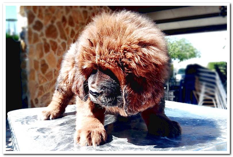 Tibetan Mastiff Puppy