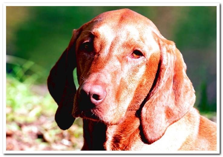 What is the Hungarian Braco or Vizsla breed like?