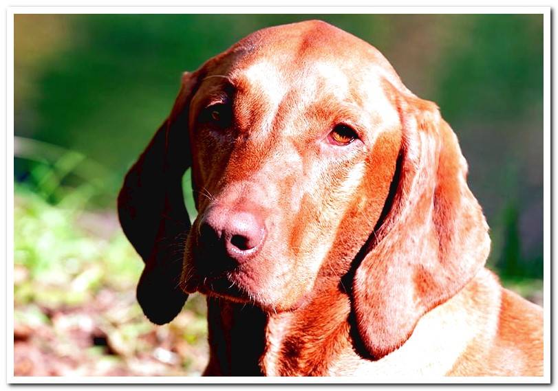 Vizsla-lying-in-the-garden