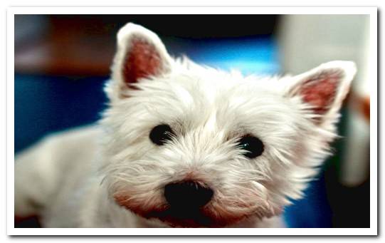 West Highland White Terrier