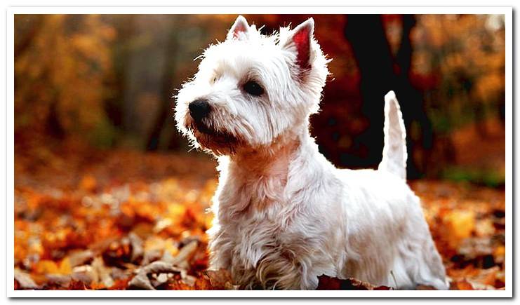West-Highland-White-Terrier-hair-cut