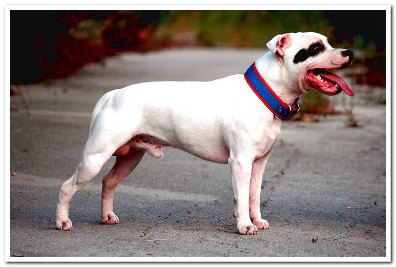 Staffordshire-bull-terrier-side-white