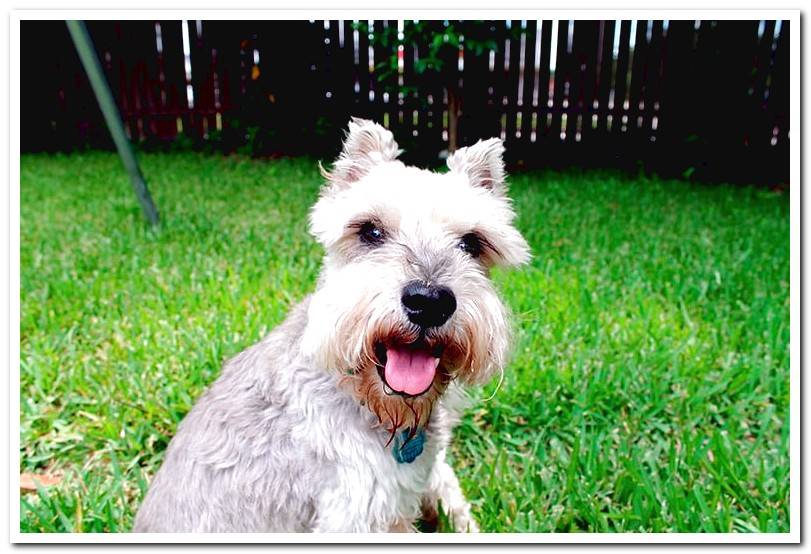 White-colored-miniature-schnauzer-in-the-garden