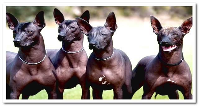 Xoloitzcuintles dogs