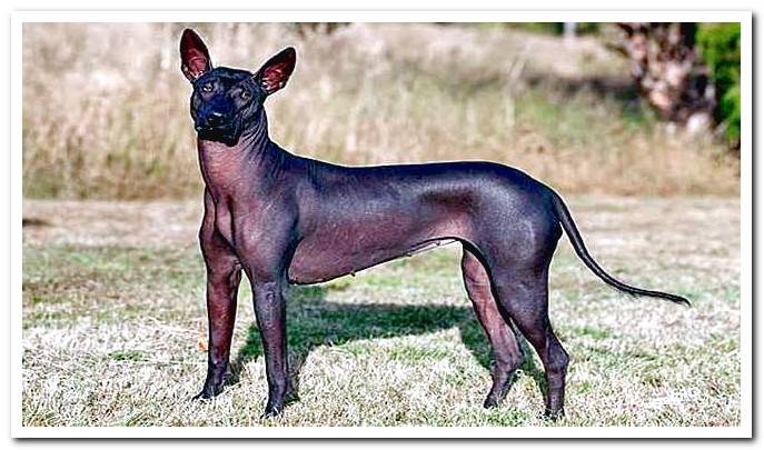 Xoloitzcuintle or Aztec dog