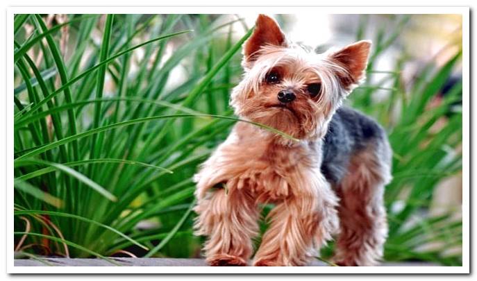 Yorkshire terrier