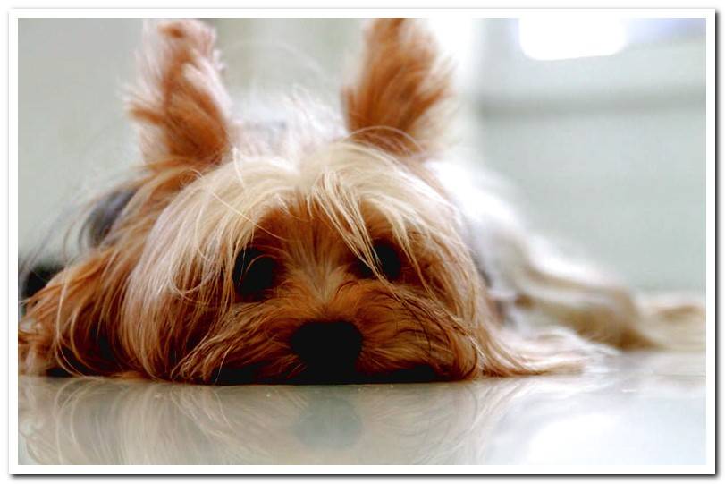 Yorkshire terrier