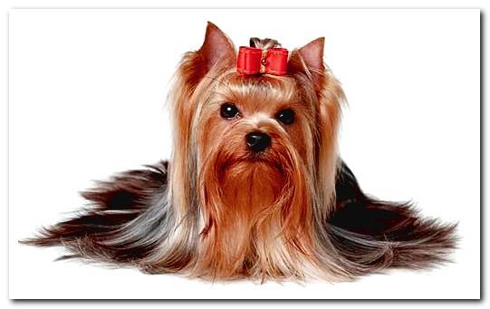10 long haired dog breeds with photos and features