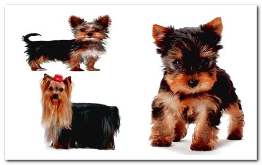 Yorkshire terrier toy