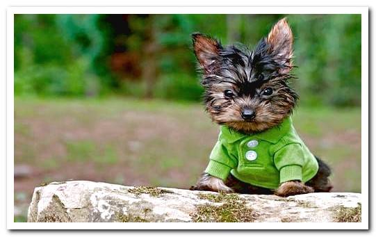 Yorkshire terrier with clothes