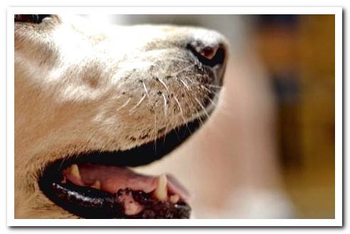 How to Heal a Wound in a Dog's Nose