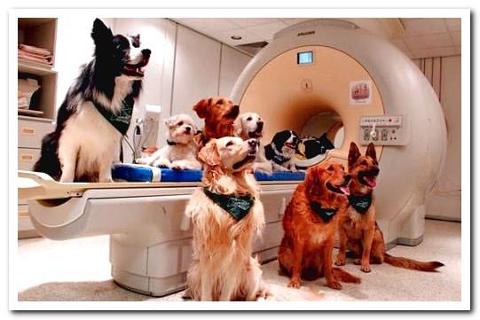 How to know if a dog has cancer? Symptoms
