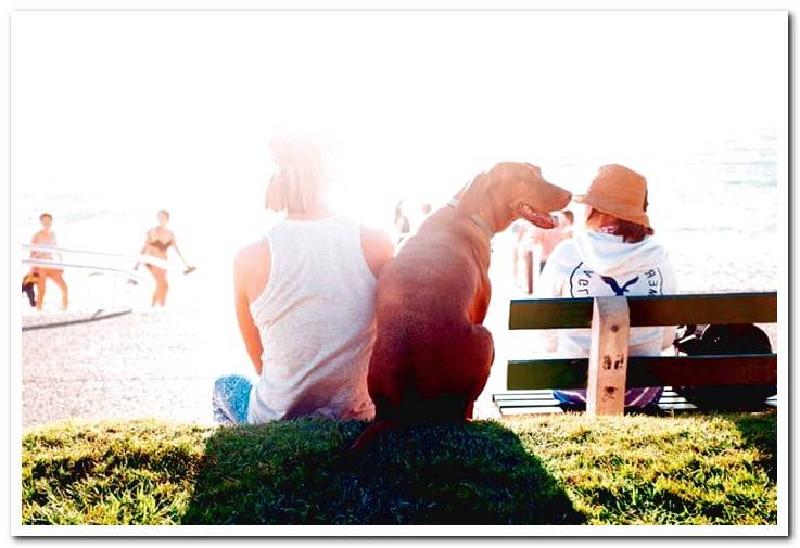 a-beach-day-with-our-dog