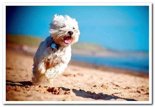 healthy dog running on the beach