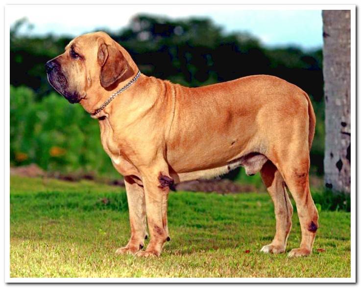 fila-brasileiro-adult