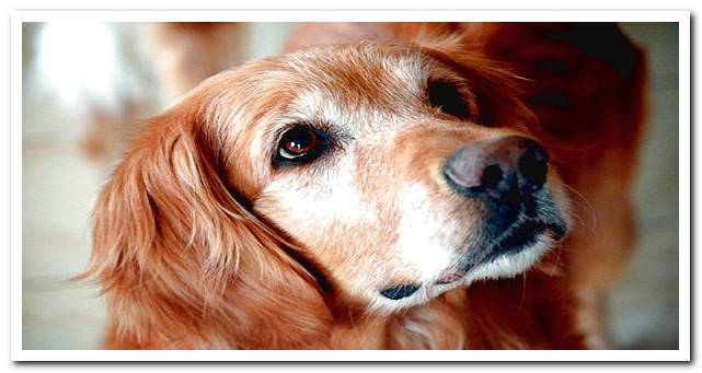 elderly retriever dog with gray hair