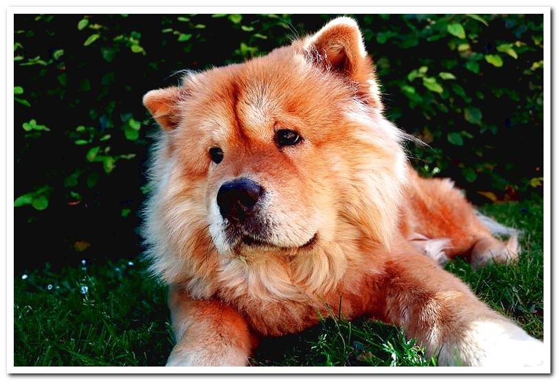 chow-chow-adult-lying-on-the-grass