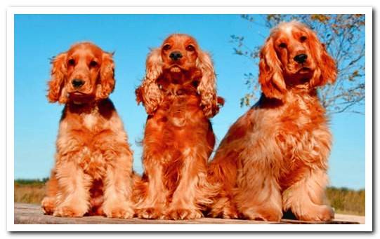 golden adult cocker spaniel