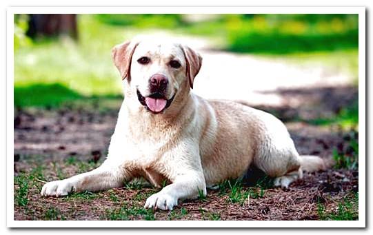 adult labrador