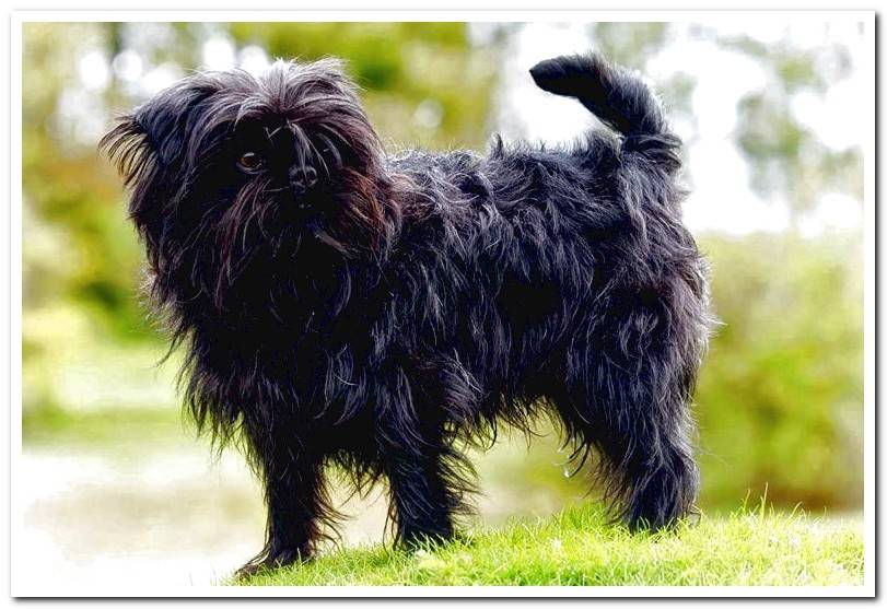 affenpinscher