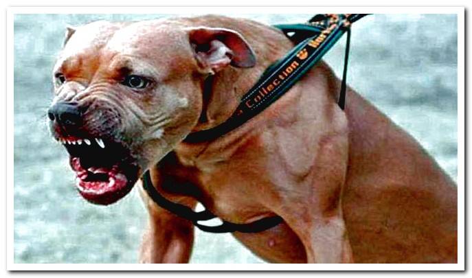 Pitbull dog showing aggressiveness