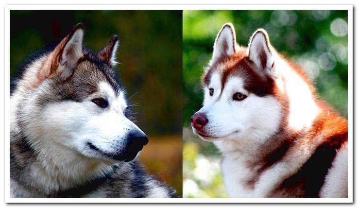 alaskan-vs-husky