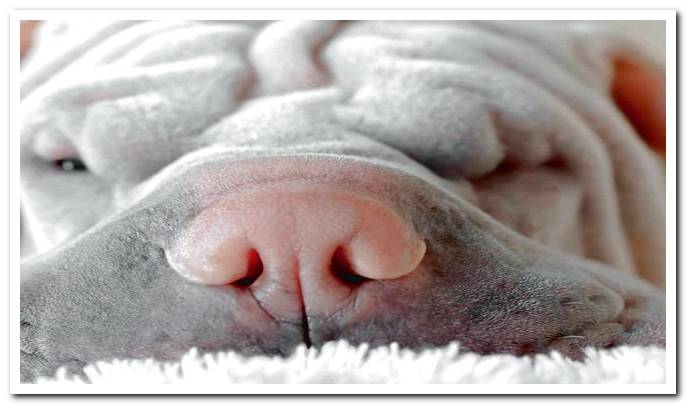 albino shar pei