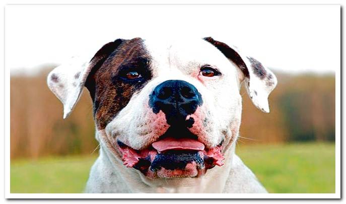 american bulldog dog