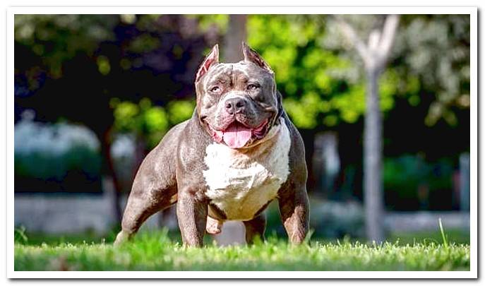 American Bully dog