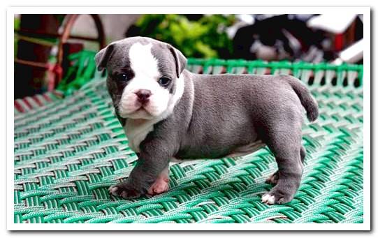 american bully puppy