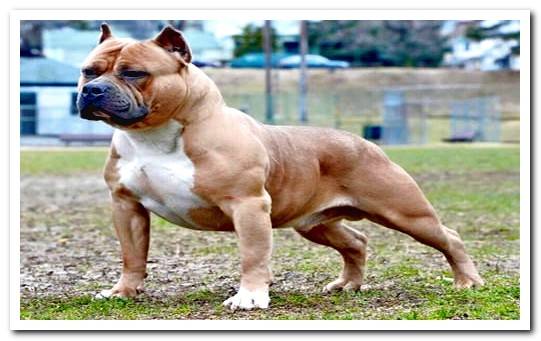 american bully