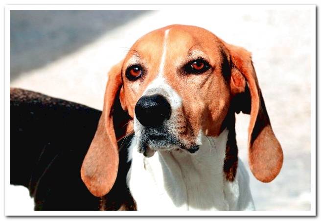 american-fox-hound