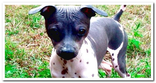 american hairless terrier puppy