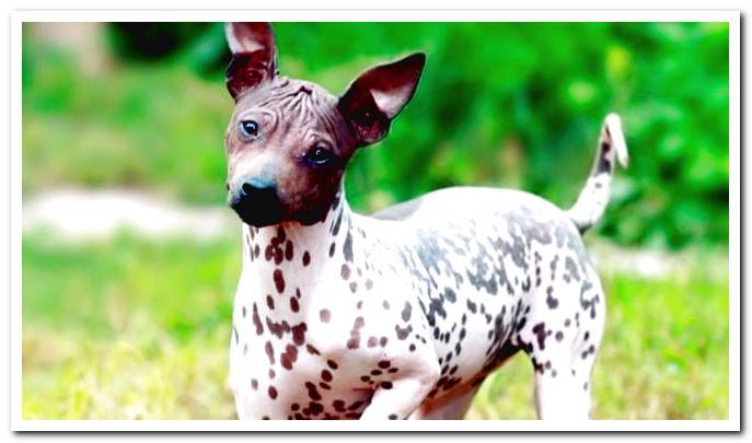 american hairless terrier