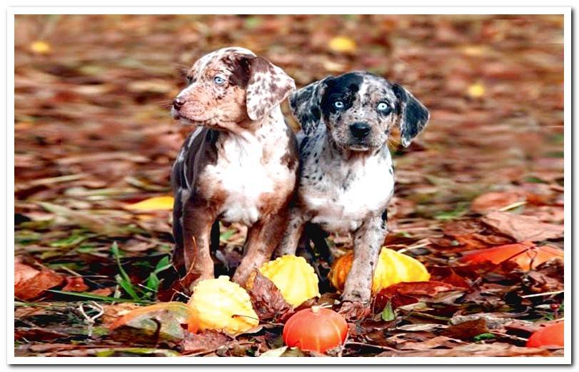 cubs-of-American-Leopard-Hound