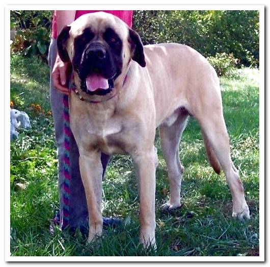 mastiff-american