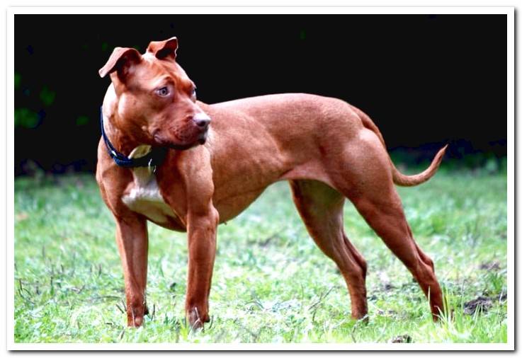 dog-american-pitbull-terrier