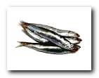 anchovies