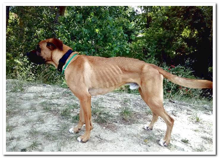 anorexic-dog