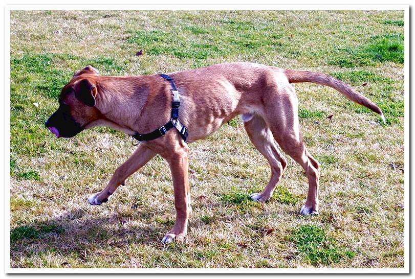 anorexic-dog-for-malabsorption-syndrome