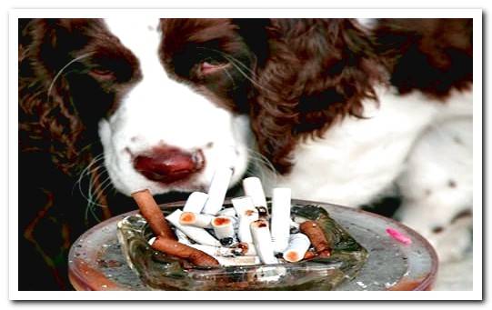 dog in front of ashtray