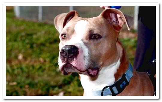 attentive pit bull