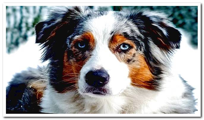 australian shepherd dog