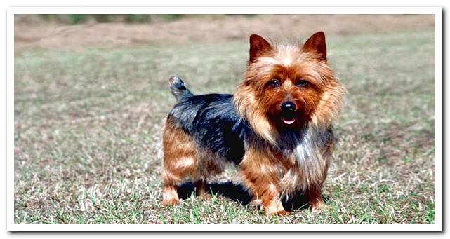 Brown and black australian terrier dog