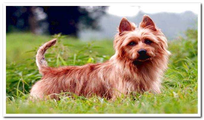 Australian terrier dog