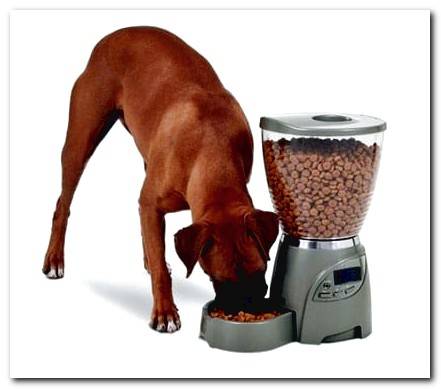 automatic feeder