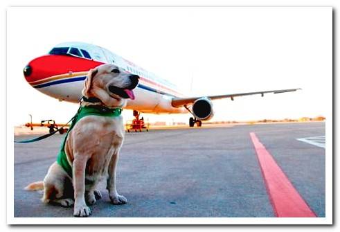 dog traveling by plane